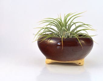 Air Plant houder, kleine steengoed keramische Planter