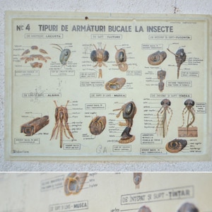 Attaccatura di parete didattica illustrazione insetto Board, Vintage scuola grafico,