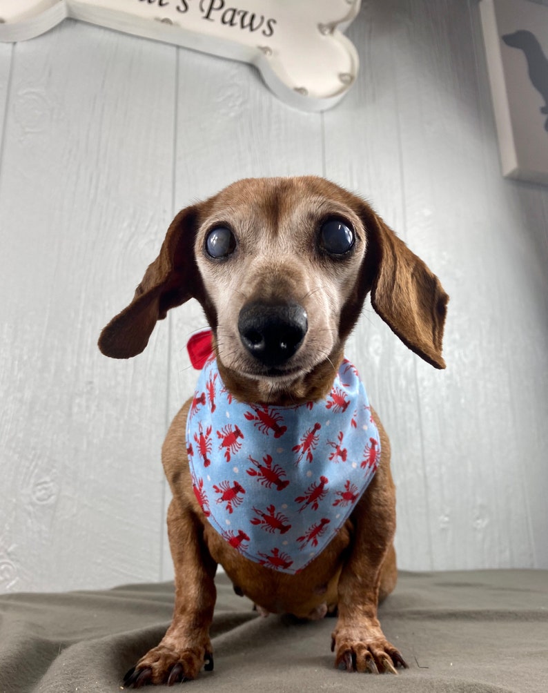 Lobster Tie On Dog Bandana Friends dog bandana Dog bandana Dog scarf Pet bandana Bandana for dogs