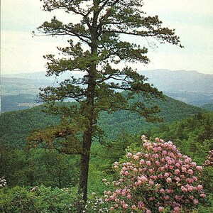 Cartão postal vintage não postado Pinheiro e azálea na Skyline Drive Parque Nacional de Shenandoah Virgínia VA 4 Mirro-Krome H.S. Crocker Sky-Line Co.