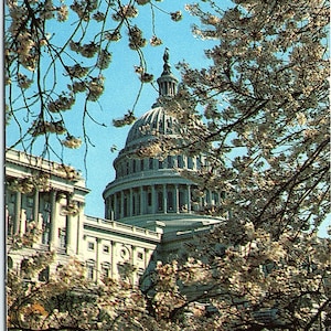vintage Carte postale non postée Bâtiment du Capitole des États-Unis &Fleurs de cerisier Washington DC D.C. Plastichrome Colourpicture P15338