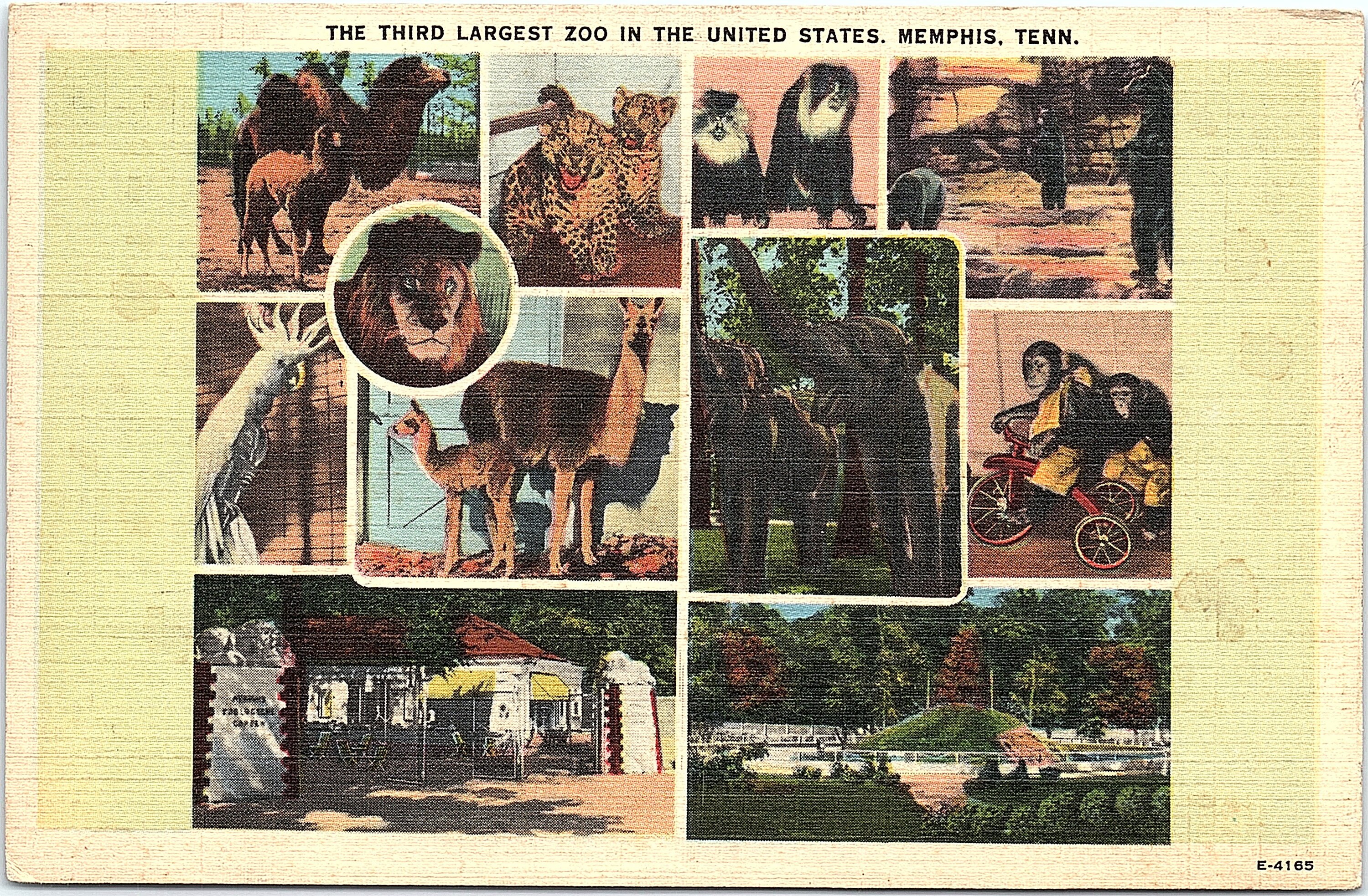 memphis zoo gift shop online Corene Blackman