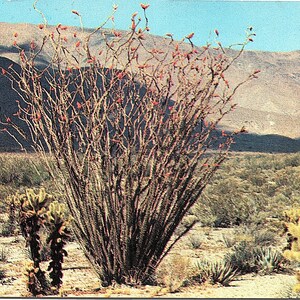 Stara pocztówka Ocotillo Cactus Desert Plant Hollywood California CA Max Mahan Columbia Hurtowa dostawa H-90 14412 Opublikowano