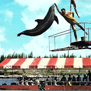 Vintage Postkarte Leaping Dolphin Fabulous Theatre of the Sea Islamorada Florida Keys Florida FL #7095 Murphy Brothers Press Inc.