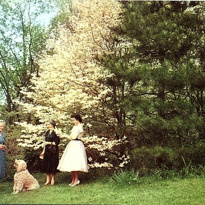 Cartão postal vintage não postado Família com flores de cachorro e dogwood Primavera Virginia VA P19406 Plastichrome Colourpicture Lewis E. Allen Simonpietri