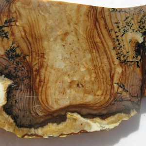 Dendritic Biggs Jasper slab (122x84x7mm) Deschutes Jasper slab Biggs Picture Jasper Lapidary slab