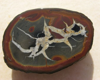 Septarian Nodule Polished Stone end cut, Septarian slab, Geode Nodule, Calcite, Aragonite, Utah Dragon Stone, Natural Concretion