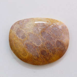 May include: A polished, oval-shaped cabochon of fossilized coral. The coral is a light brown color with a pattern of darker brown and white swirls.