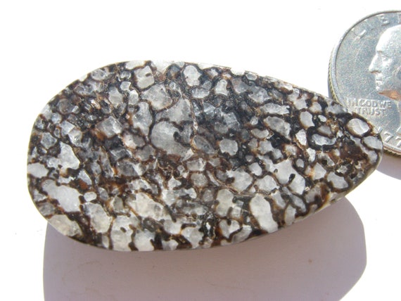 Black White Dinosaur Bone Cabochon (42.2x23.4x9.4mm) Fossil