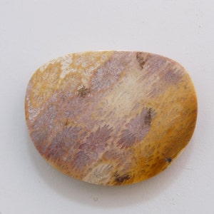 May include: A close-up of a fossilized coral cabochon. The cabochon is oval-shaped and has a light brown, yellow, and pink color with a swirling pattern.