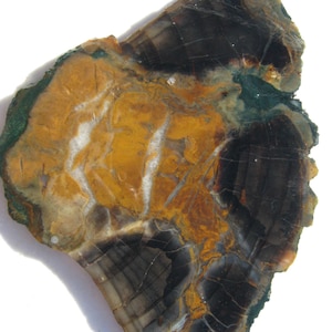 Petrified wood rough slab Petrified wood specimen fossilized wood cabbing slab fossil jewelry