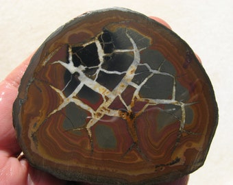 Septarian Nodule Polished Stone end cut, Septarian slab, Geode Nodule, Calcite, Aragonite, Utah Dragon Stone, Natural Concretion