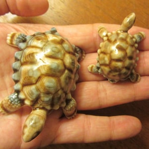 WADE - "Baby Tortoises" - Set di due figurine di tartarughe in porcellana/ceramica nella scatola originale - Made in England - anni '60