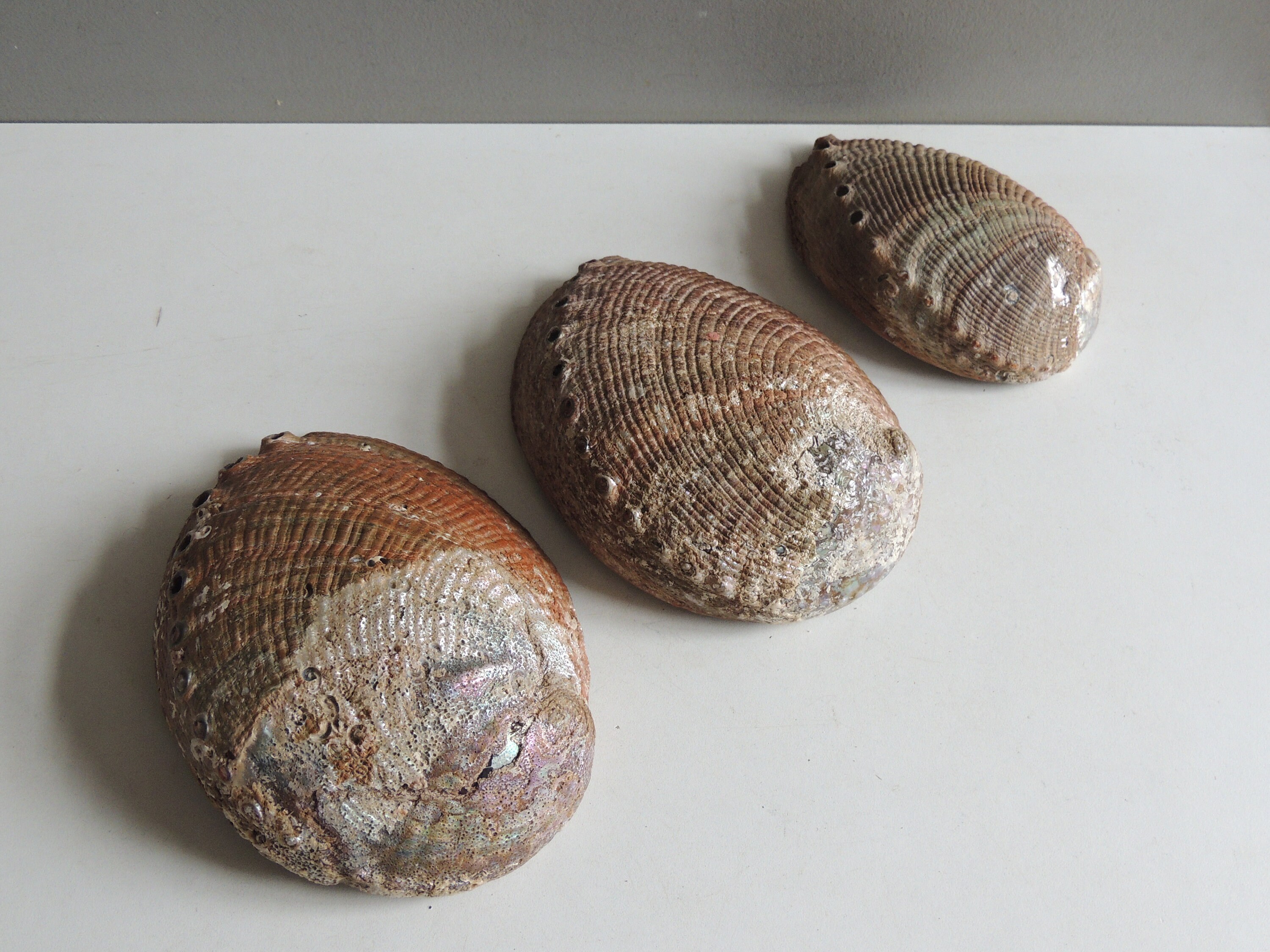 Lot de 3 Grandes Coquilles d'ormeau Coquillage Vintage/Coquille Mer Cabinet Curiosité