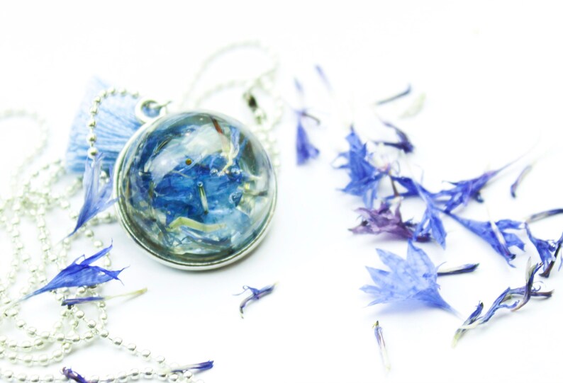 Blue cornflower