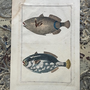 Antique Fishes Engraving Hand-Colored Plate 18th Early 19th Century J Mesnil Desmoulins