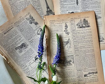 Antique French Illustrated Dictionary Pages Random Lot of 12 Junk Journals Paper Crafting Ephemera