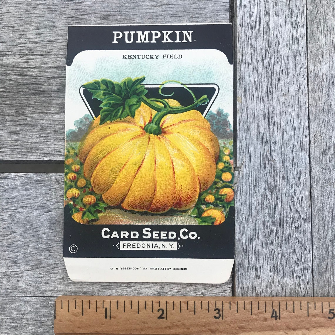 Vintage Pumpkin Seed Packet Kentucky Field Card Seed Co. Etsy UK
