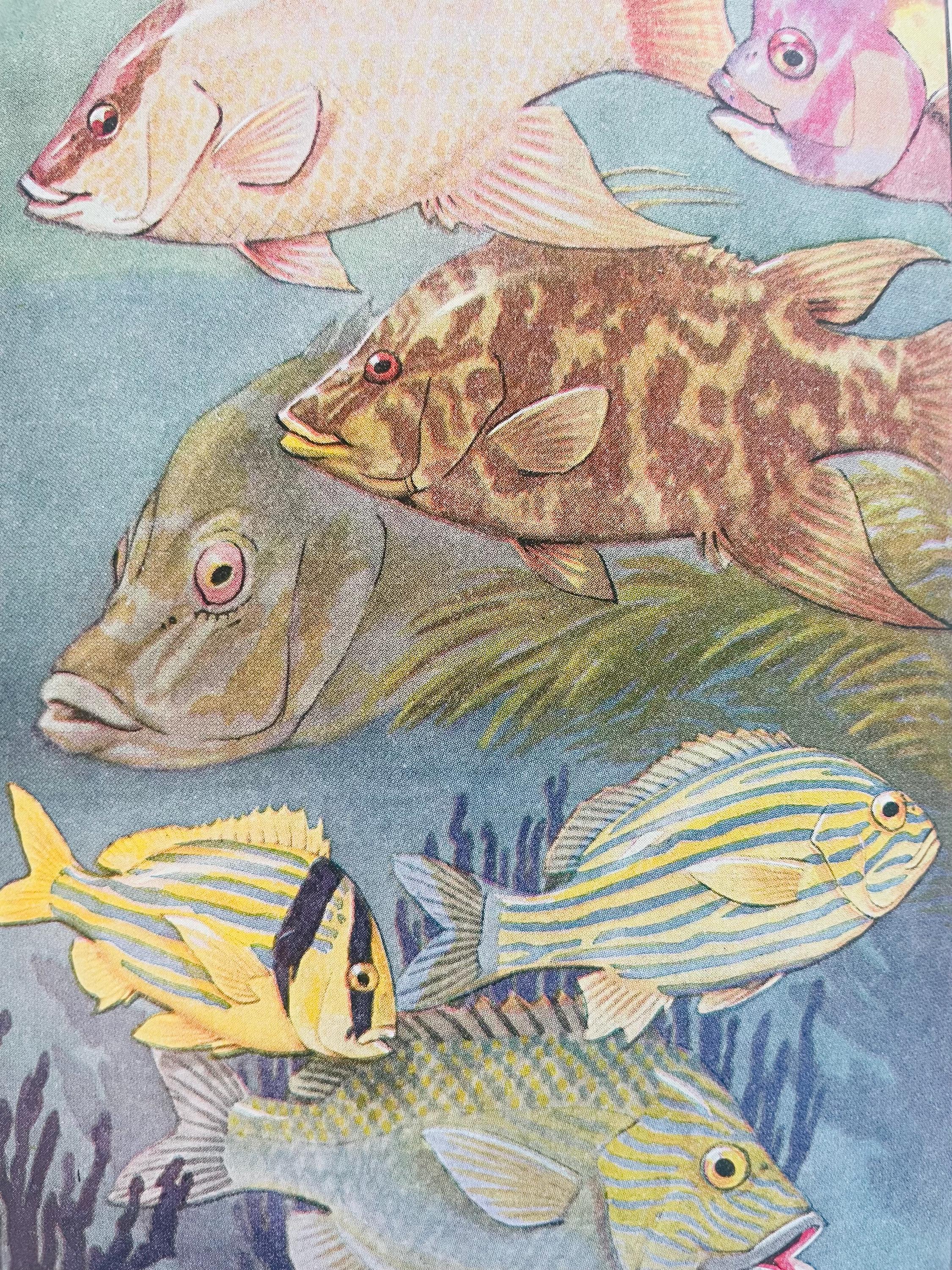 Water People 1935 Children’s Book Ocean Creatures Fish Wise-Parlow Company Wilford Swancourt Bronson Vintage