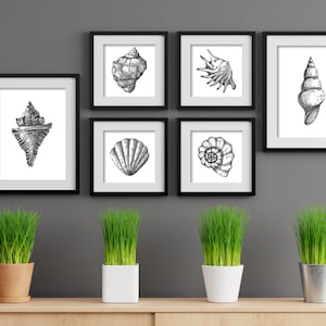 Sea shells wall prints, Black and white seashell wall art, Hand drawn sea shells illustrations prints, bathroom wall decor