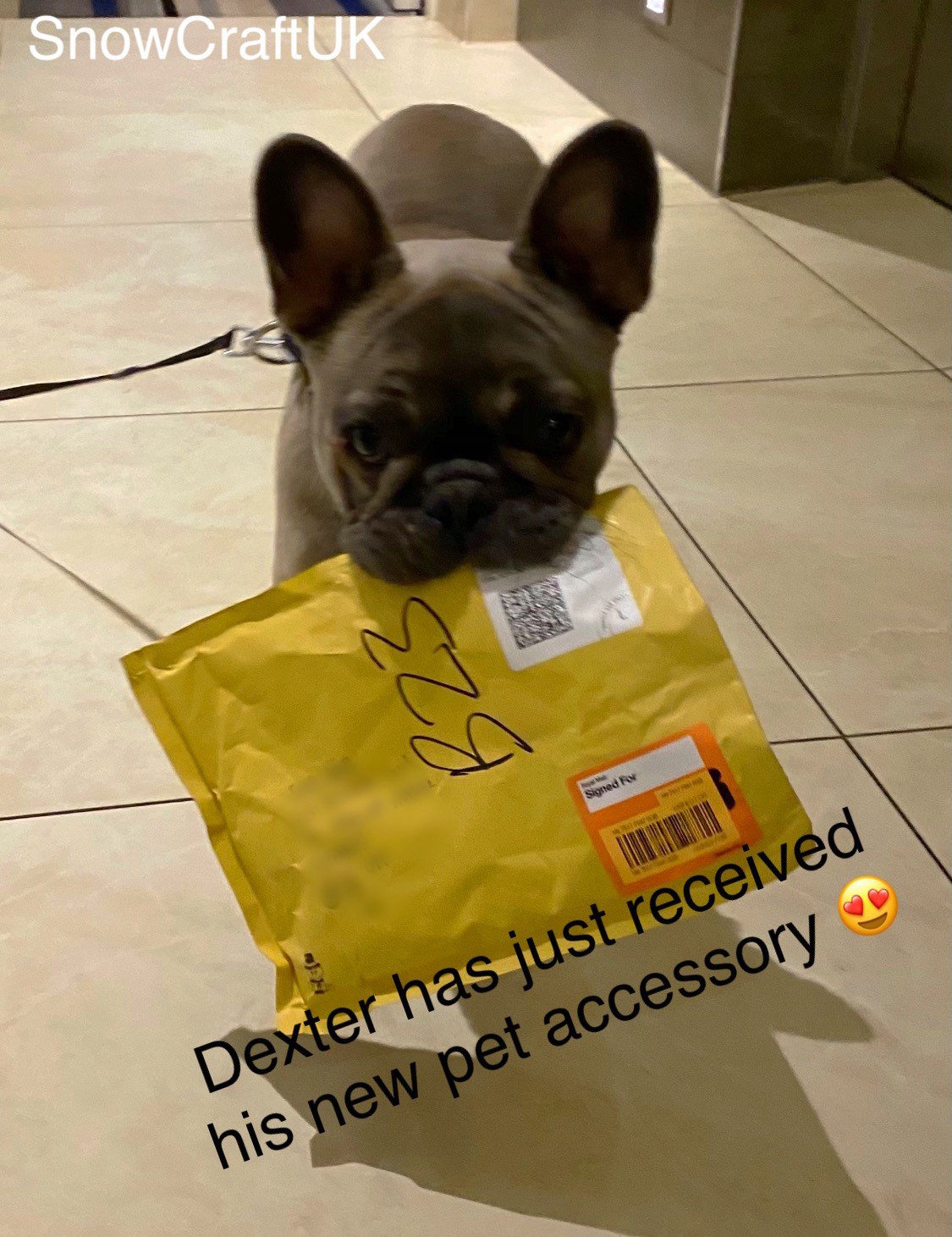 Pet fork Dog food fork Cat food fork pet food fork Etsy