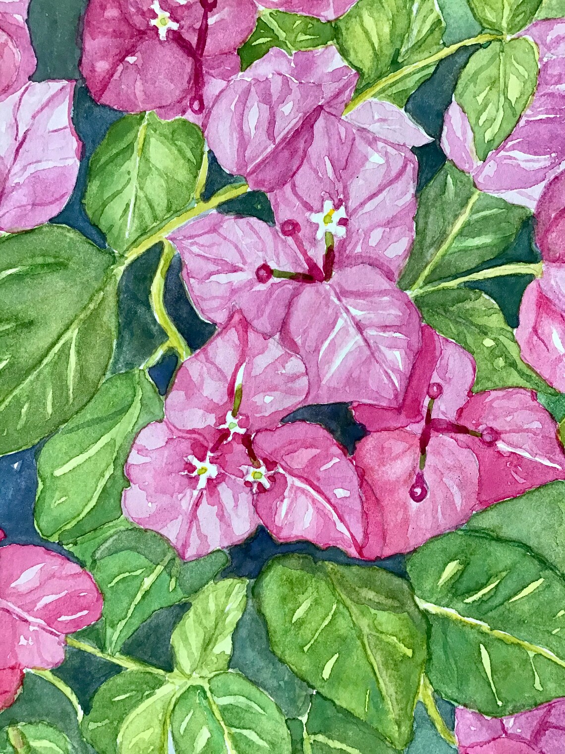 Bougainvillea Watercolor