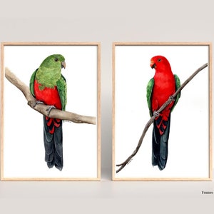 Australian King Parrot Prints - Male and Female - Native Australian Bird Art
