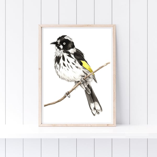 Digital Download Watercolour New Holland Honeyeater Artwork - Native Australian Bird Art