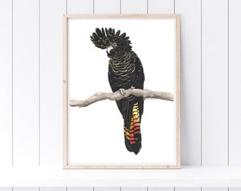 Watercolour Red Tailed Black Cockatoo Print - native Australian bird prints