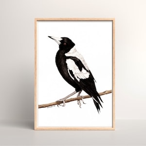 Digitaler Download Aquarell Elster Kunstwerk - Ureinwohner Australiens Vogel Kunst