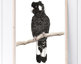 May include: A framed black cockatoo art print. The bird is perched on a branch, rendered in detailed black and white. The artwork is set against a white background, framed in a light wood frame. The print is displayed on a white shelf.