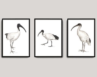Set of Three Watercolour Australian White Ibis Prints
