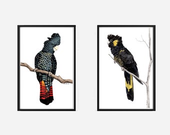 Red Tailed Black Cockatoo and Yellow Tailed Black Cockatoo Prints - native Australian birds