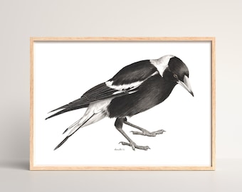 Watercolour Australian Magpie Print