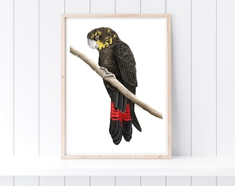 Watercolour Glossy Black Cockatoo Print - native Australian bird prints