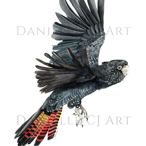 May include: Watercolor painting of a black cockatoo in flight with red and orange tail feathers. The bird is flying with its wings spread wide. The background is white.