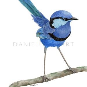 Digitaler Download Aquarell Splendid Fairy Wren Kunstwerk - digitale australische Vogelkunst, druckbare australische Vogelbilder, blauer Fairywren