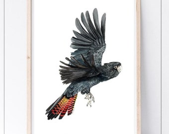 May include: A black and red bird with a long tail, in flight, against a white background. The bird has a black body and a red and yellow tail.