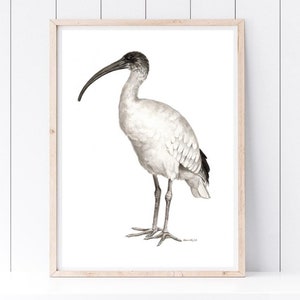 Watercolour Australian White Ibis Print