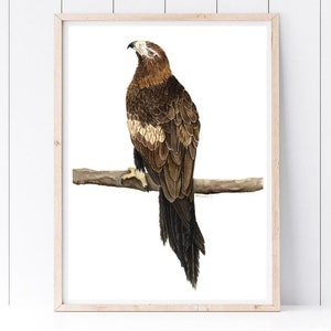 Watercolour Wedge Tailed Eagle Print - Native Australian Bird Art ...