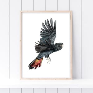 May include: A black and red bird with a long tail, in flight, against a white background. The bird has a black body and a red and yellow tail.