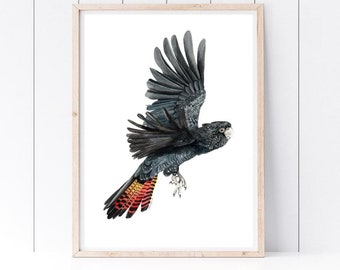 Red-Tailed Black Cockatoo Print: Native Australian Bird Watercolor Art