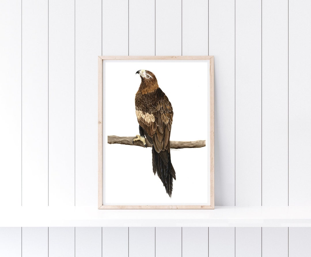 Watercolour Wedge Tailed Eagle Print Native Australian Bird Art - Etsy ...