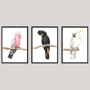 Digital Download - Set of Three Watercolour Australian Bird Art Files - Galah, Red Tailed Black Cockatoo, Cockatoo