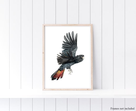 Red-Tailed Black Cockatoo Print: Native Australian Bird Watercolor Art