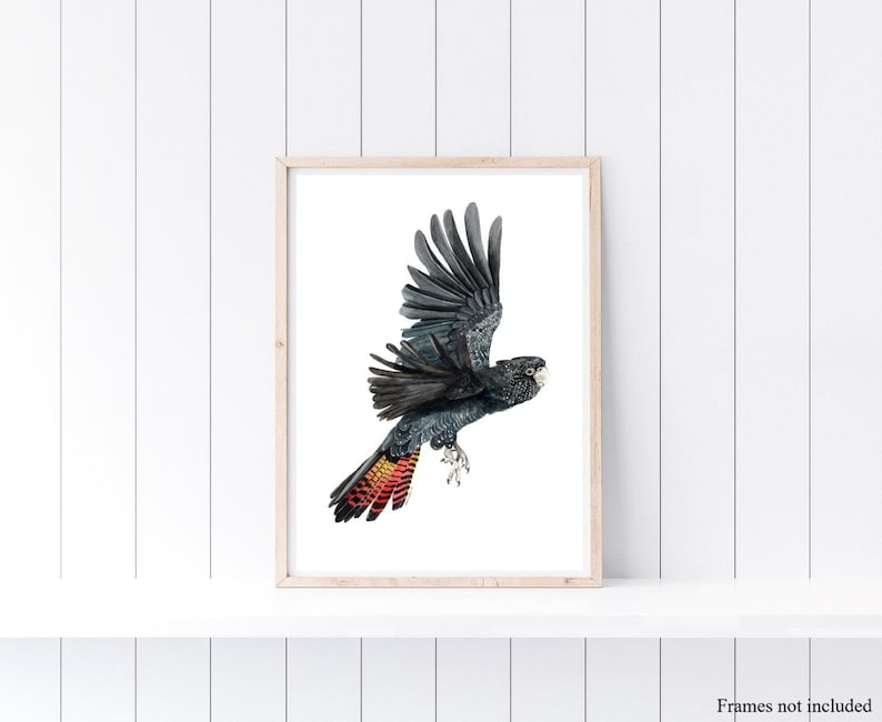 May include: A black and red bird with a long tail, in flight, against a white background. The bird has a black body and a red and yellow tail.