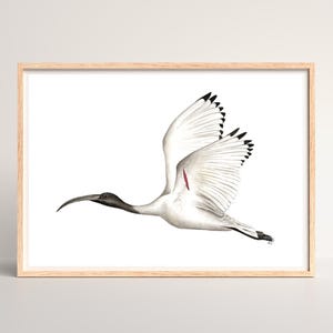 Watercolour Flying Australian Ibis Print