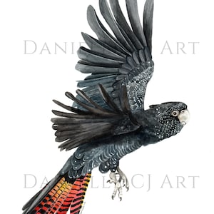 May include: A watercolor painting of a black cockatoo in flight. The bird has a black body with white markings and a red and orange tail. The bird's wings are spread wide, and its head is turned to the side. The background is white.