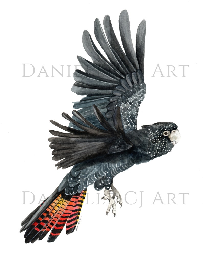 May include: A watercolor painting of a black cockatoo in flight. The bird has a black body with white markings and a red and orange tail. The bird's wings are spread wide, and its head is turned to the side. The background is white.
