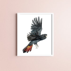 May include: A black cockatoo with red and yellow tail feathers in flight against a white background.
